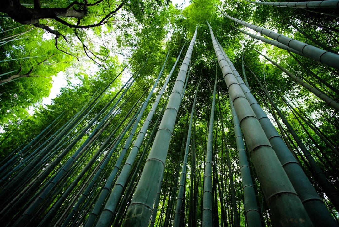 Comprehensive Information on Bamboo